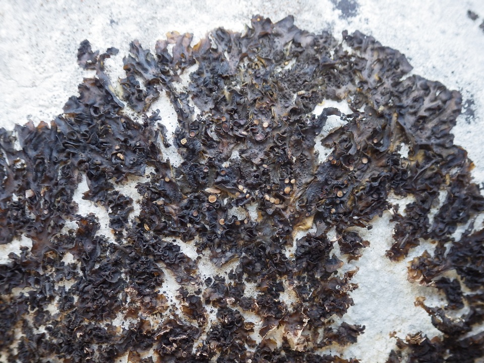 Collema latzelii image