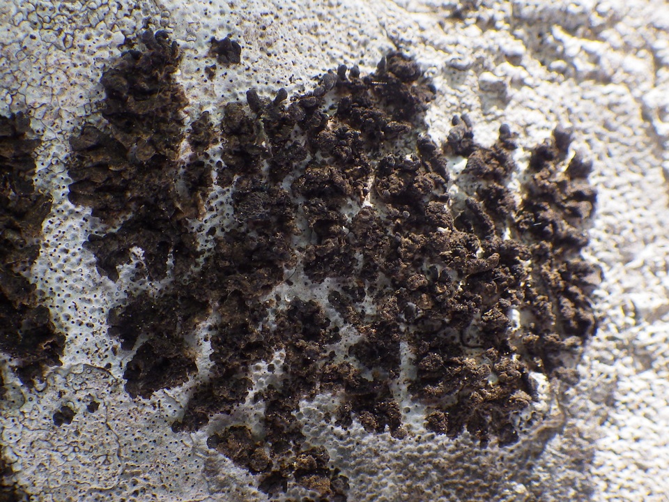 Collema parvum image