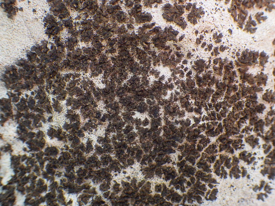 Collema parvum image