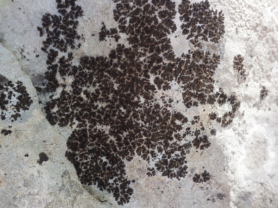 Collema parvum image