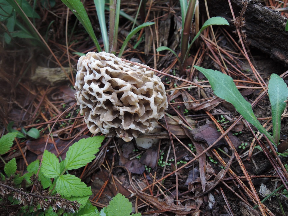 Morchella prava image