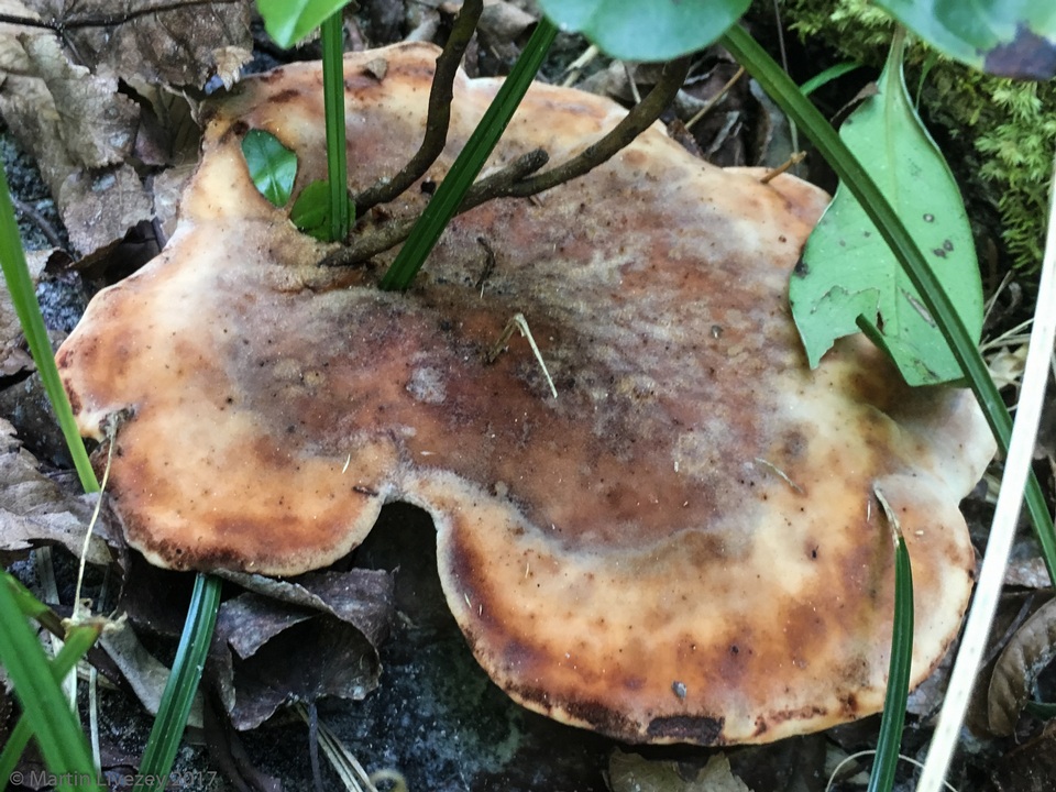Laetiporus persicinus image