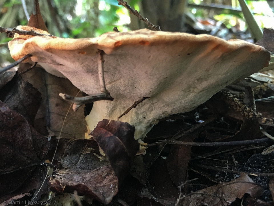 Laetiporus persicinus image