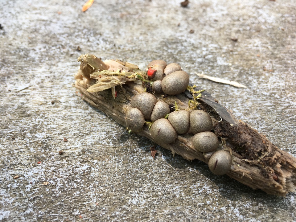 Lycogala epidendrum image