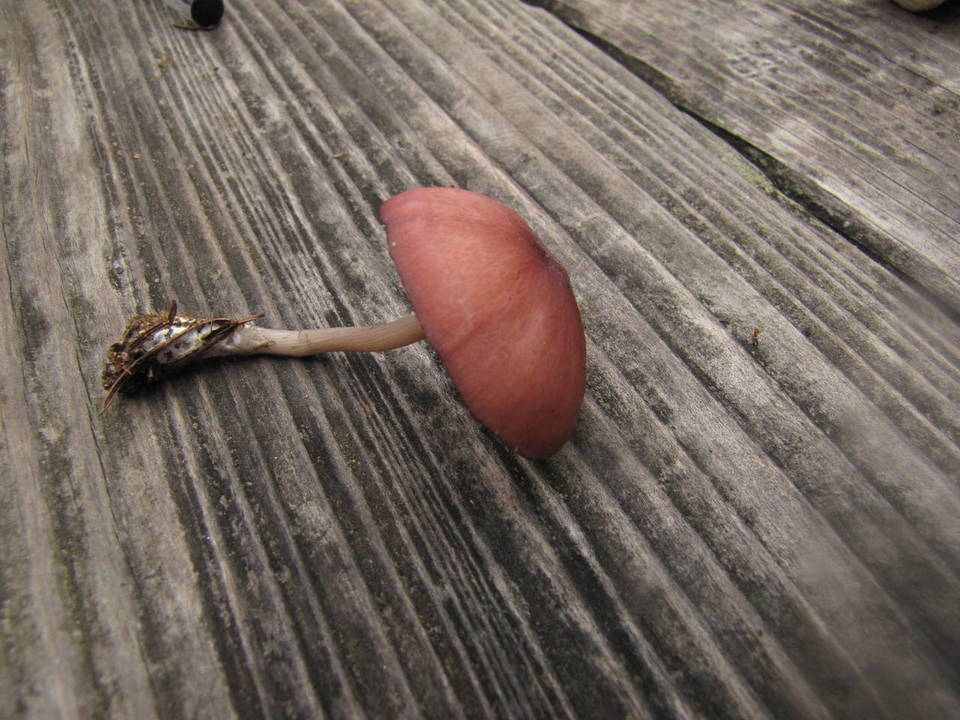 Entoloma catalaunicum image