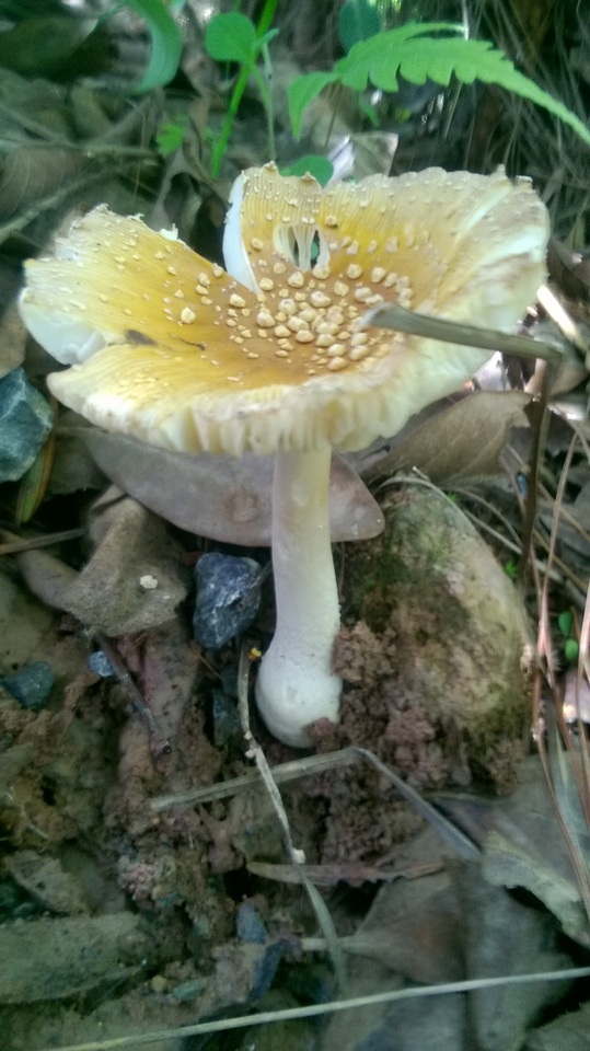 Amanita elata image