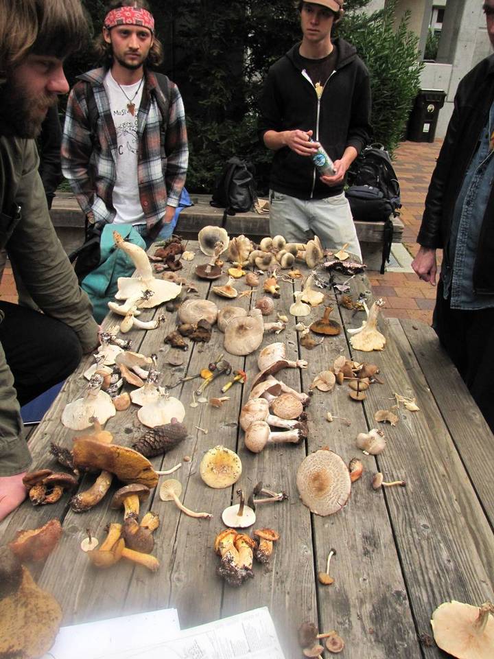 Entoloma catalaunicum image