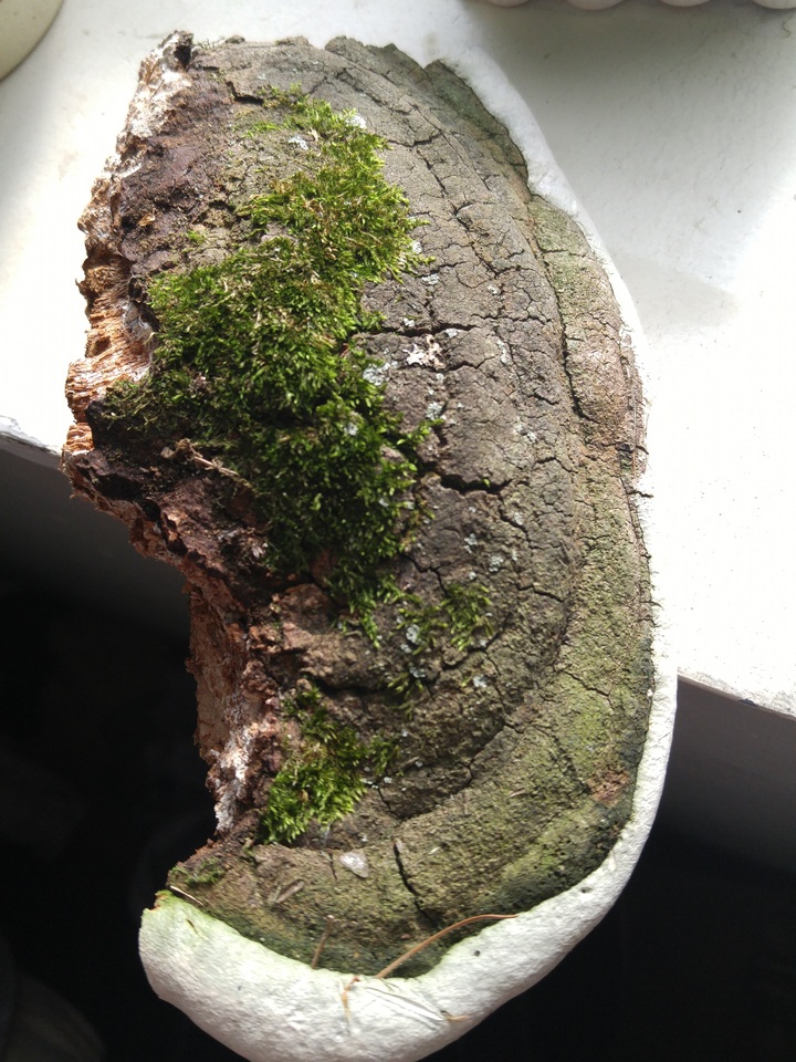Perenniporia fraxinophila image