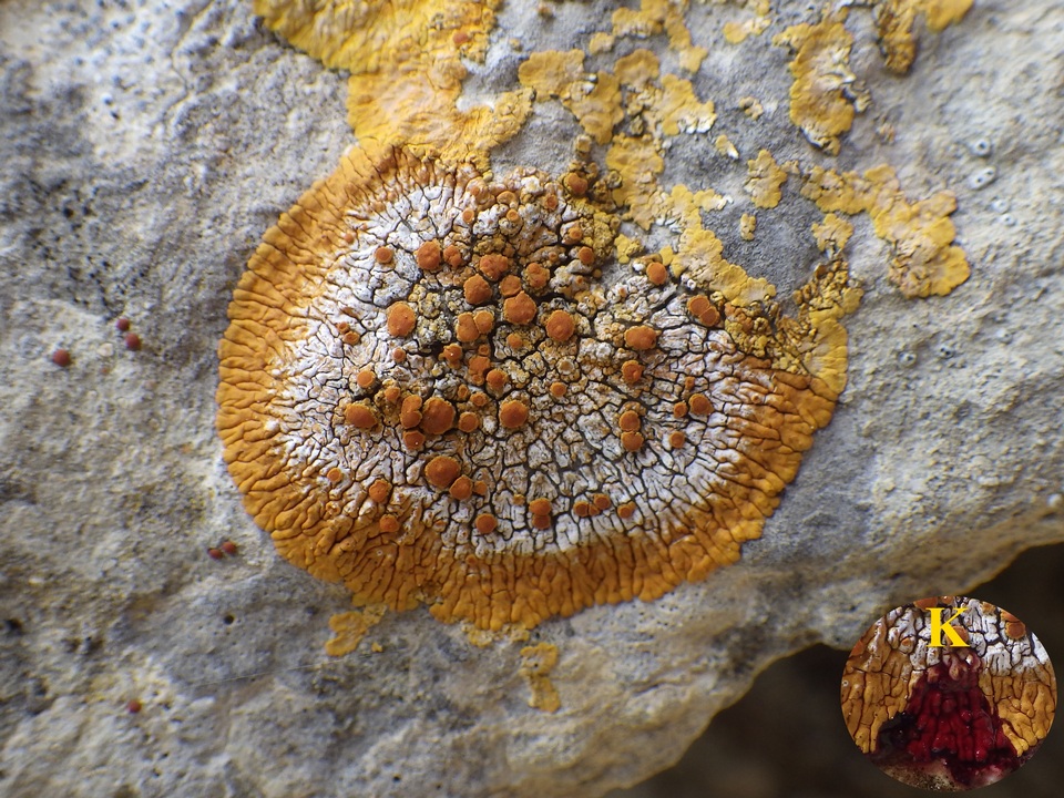 Caloplaca flavescens image