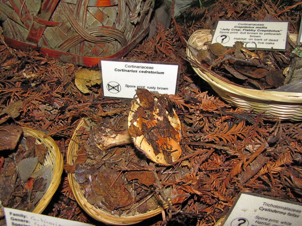 Cortinarius cedretorum image