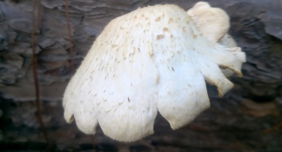 Lentinus squarrosulus image