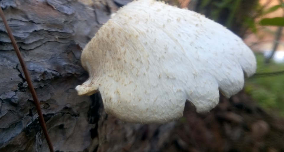 Lentinus squarrosulus image
