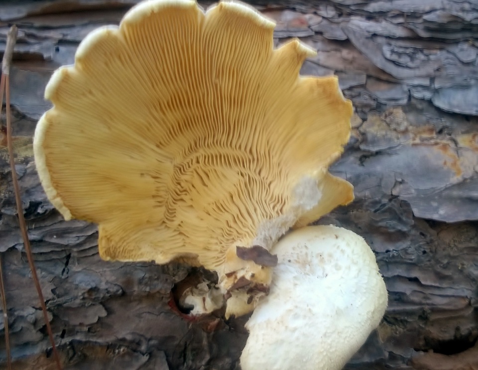 Lentinus squarrosulus image