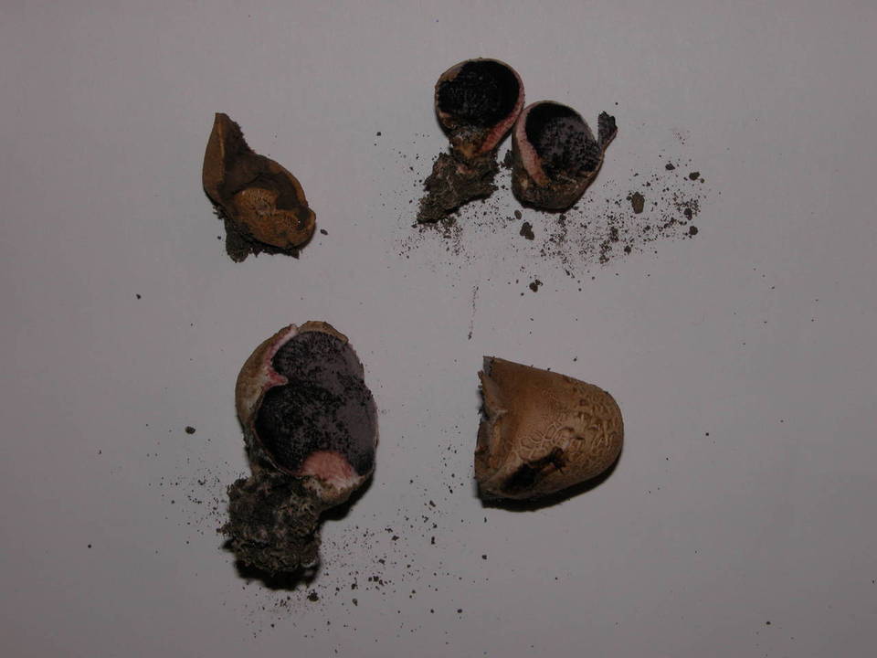 Scleroderma laeve image