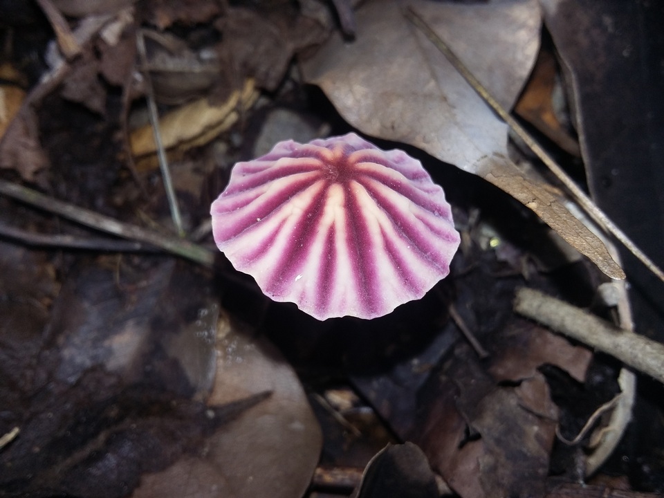 Marasmius tageticolor image