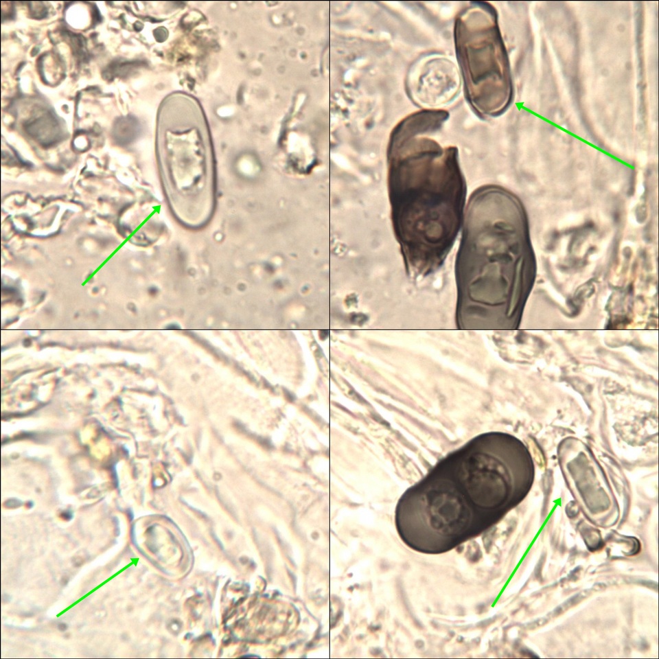 Rinodina teichophila image