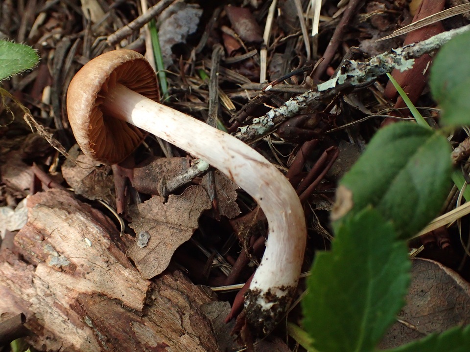 Cortinarius leucopus image
