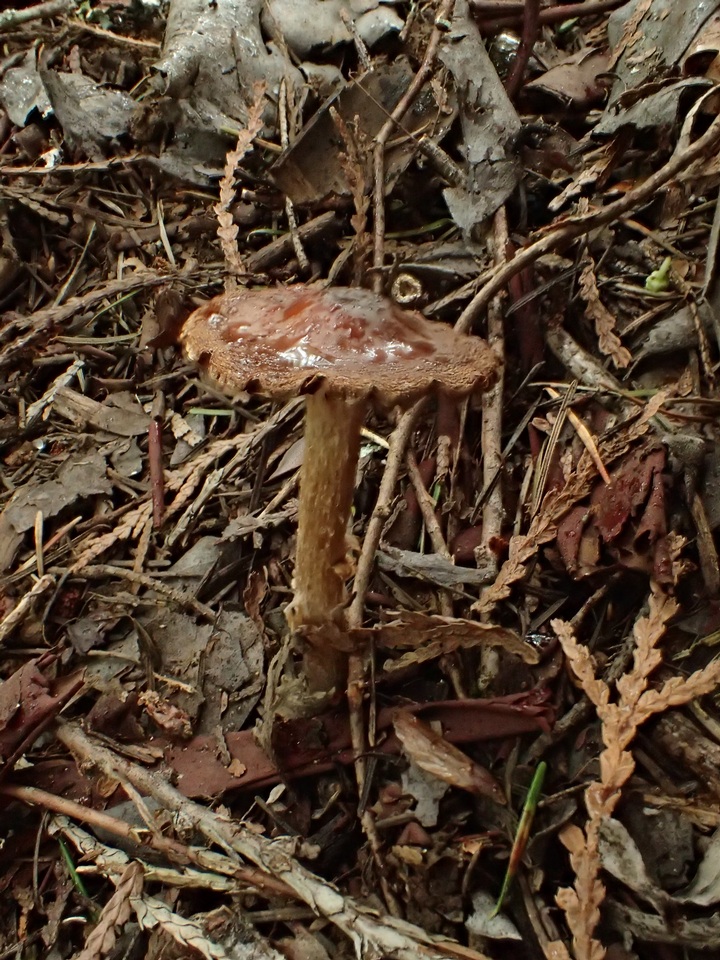 Cortinarius helobius image