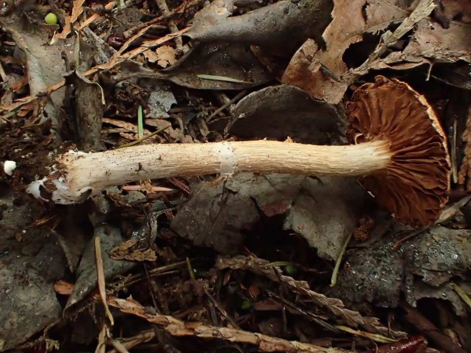 Cortinarius helobius image