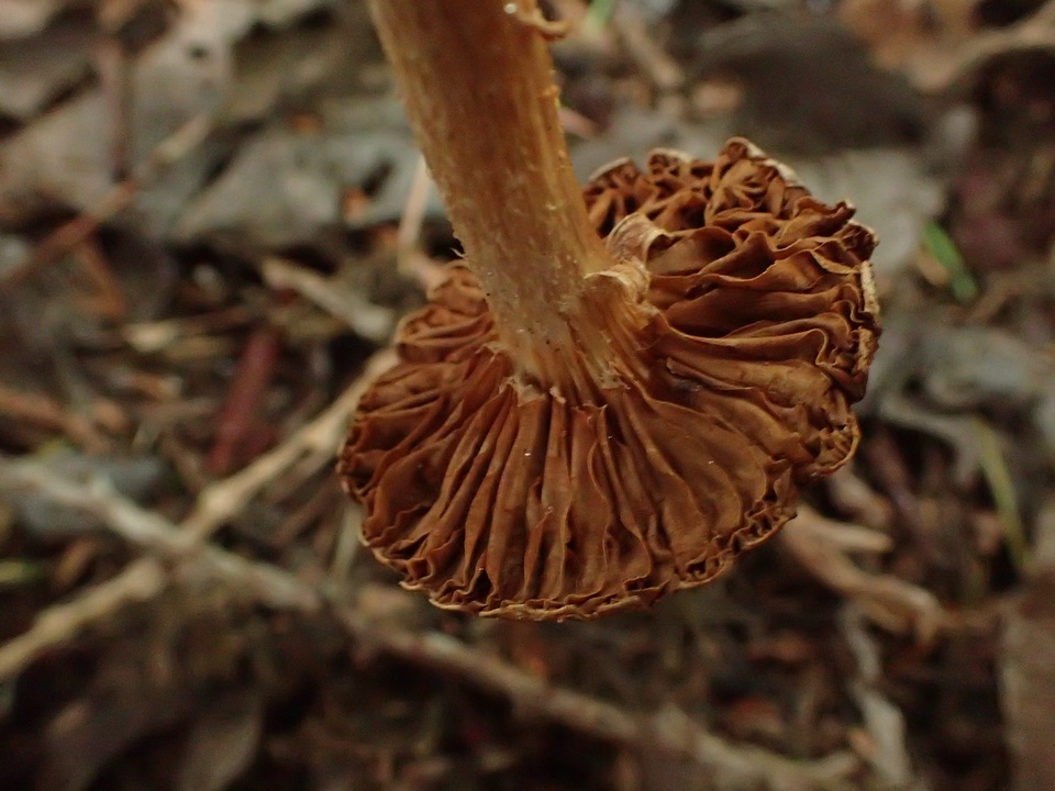 Cortinarius helobius image