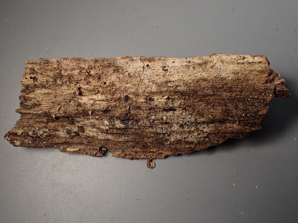 Natantiella ligneola image