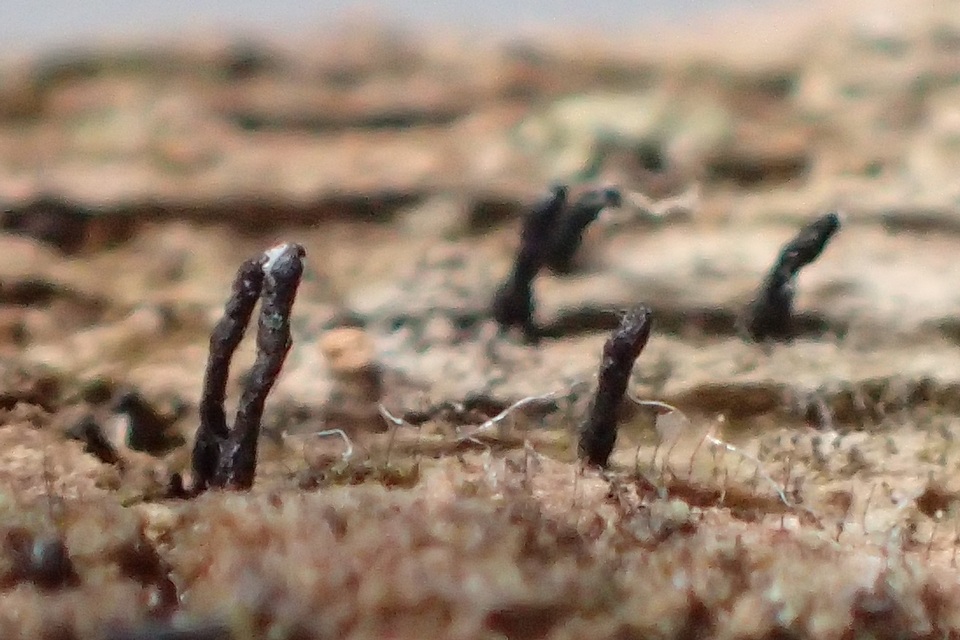 Natantiella ligneola image