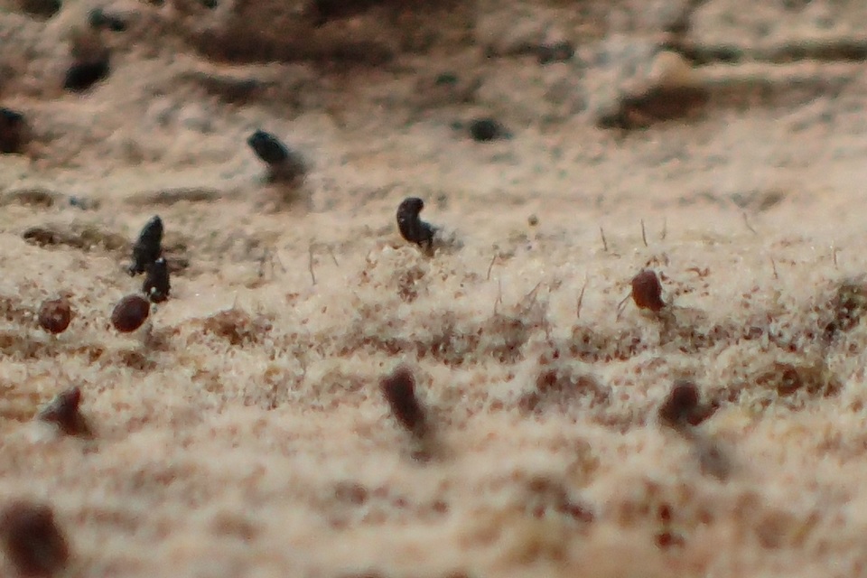 Natantiella image