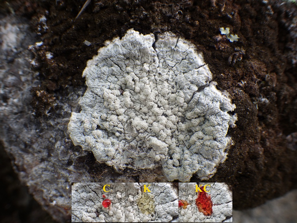 Pertusaria lactea image
