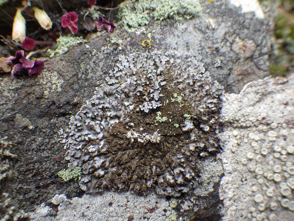 Physconia grisea image