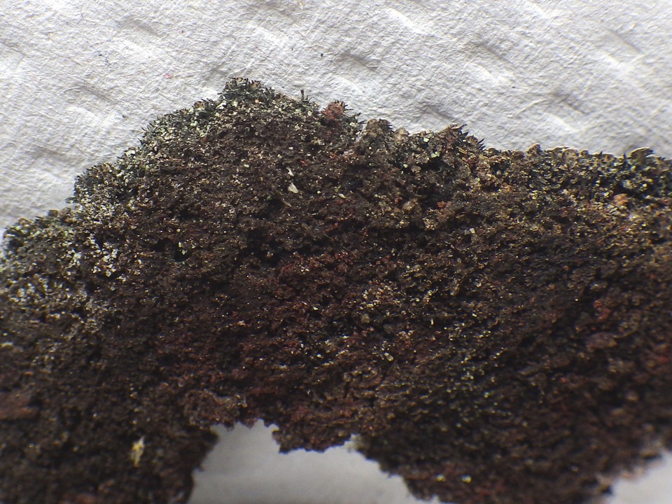 Physconia grisea image