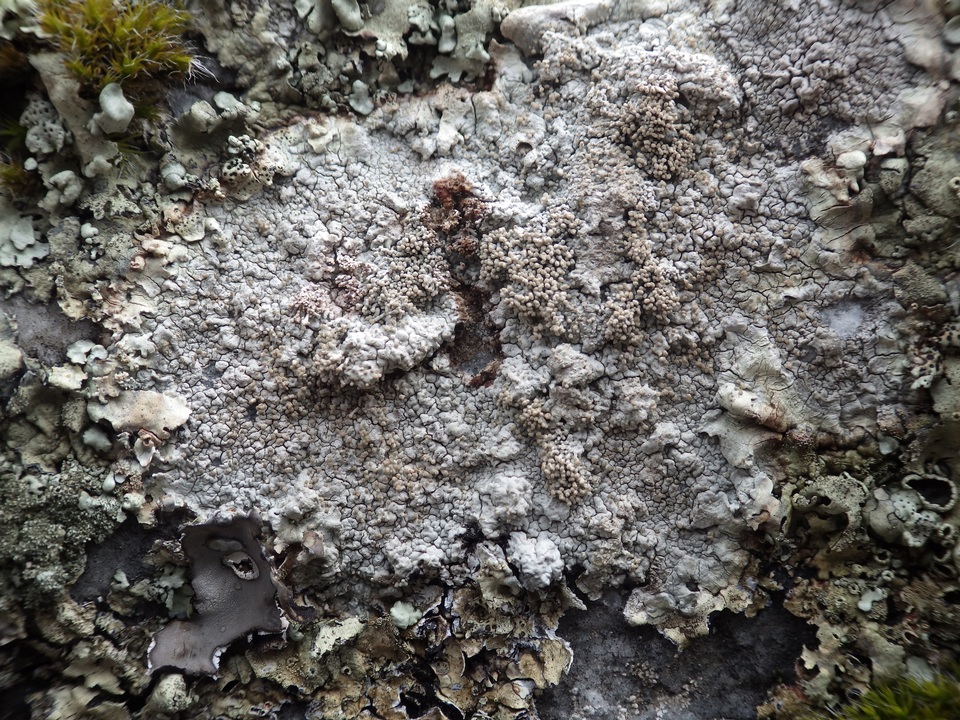 Pertusaria pseudocorallina image