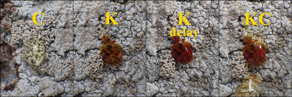 Pertusaria pseudocorallina image
