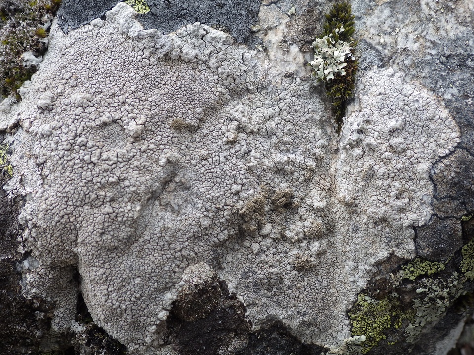 Pertusaria pseudocorallina image