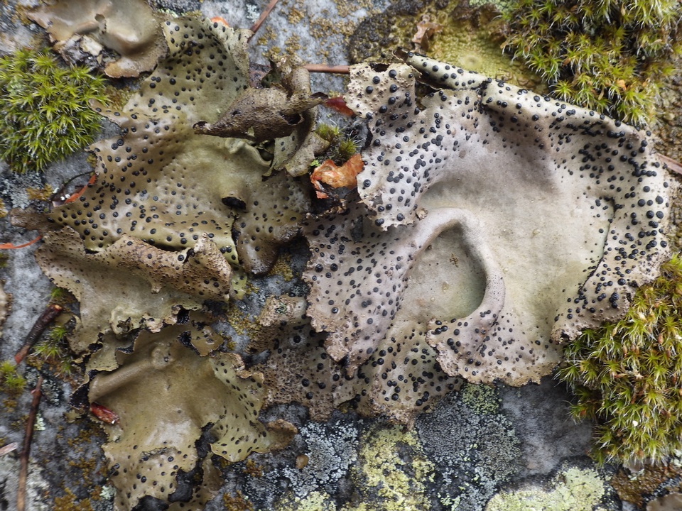 Umbilicaria crustulosa image