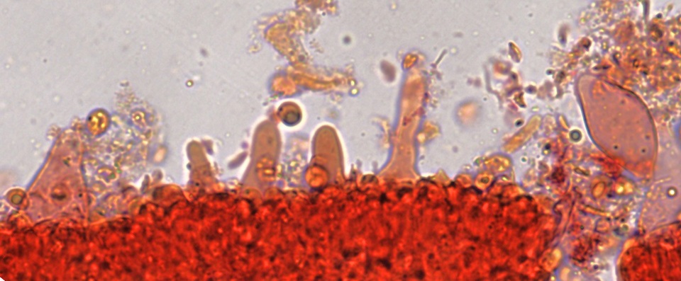 Phloeomana minutula image