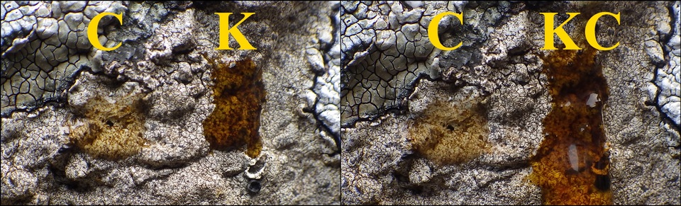 Buellia leptocline image