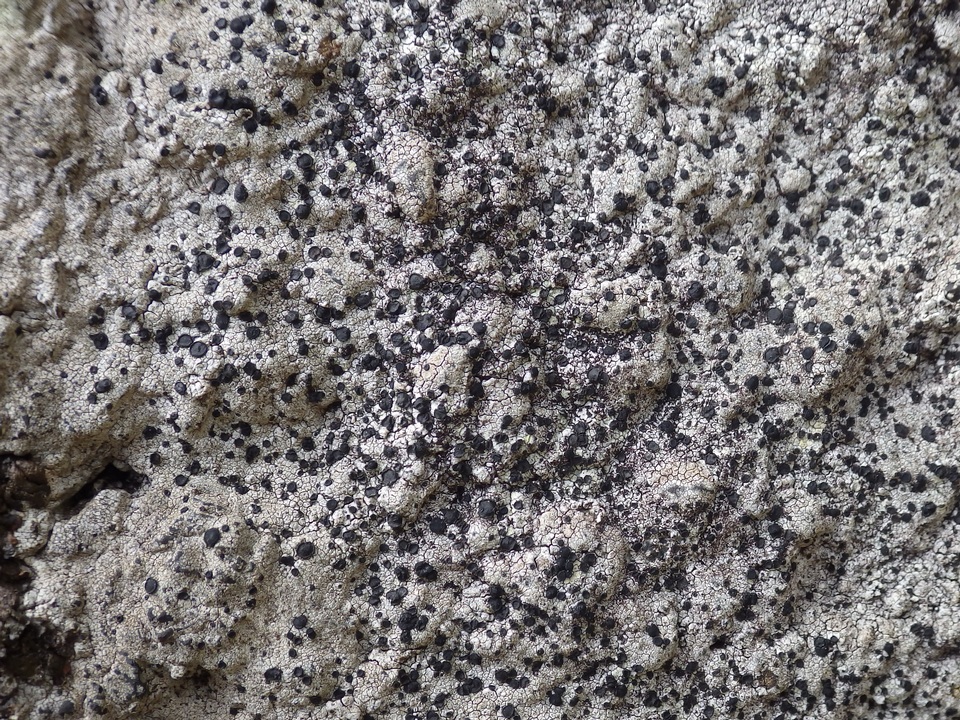 Buellia leptocline image