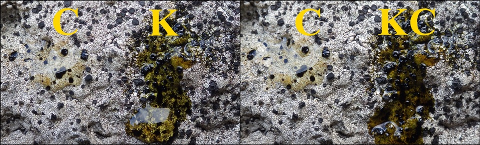 Buellia leptocline image