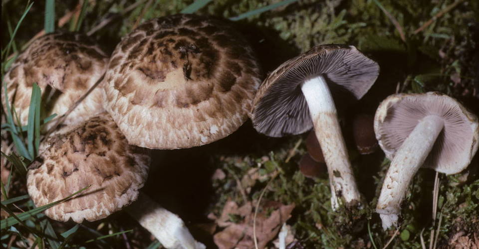 Psathyrella cotonea image