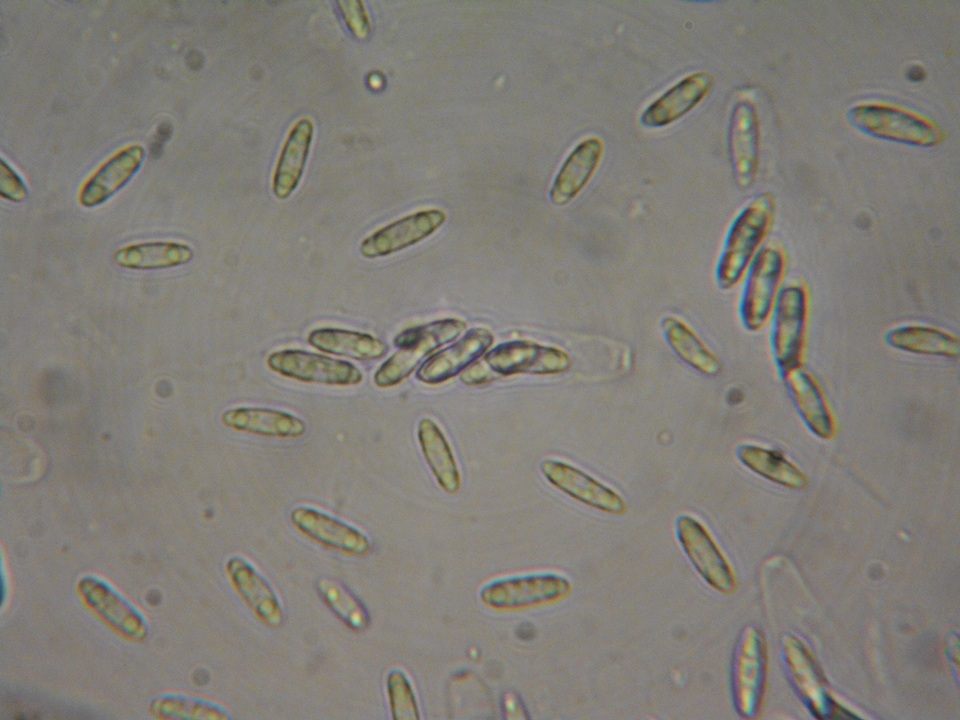 Natantiella ligneola image