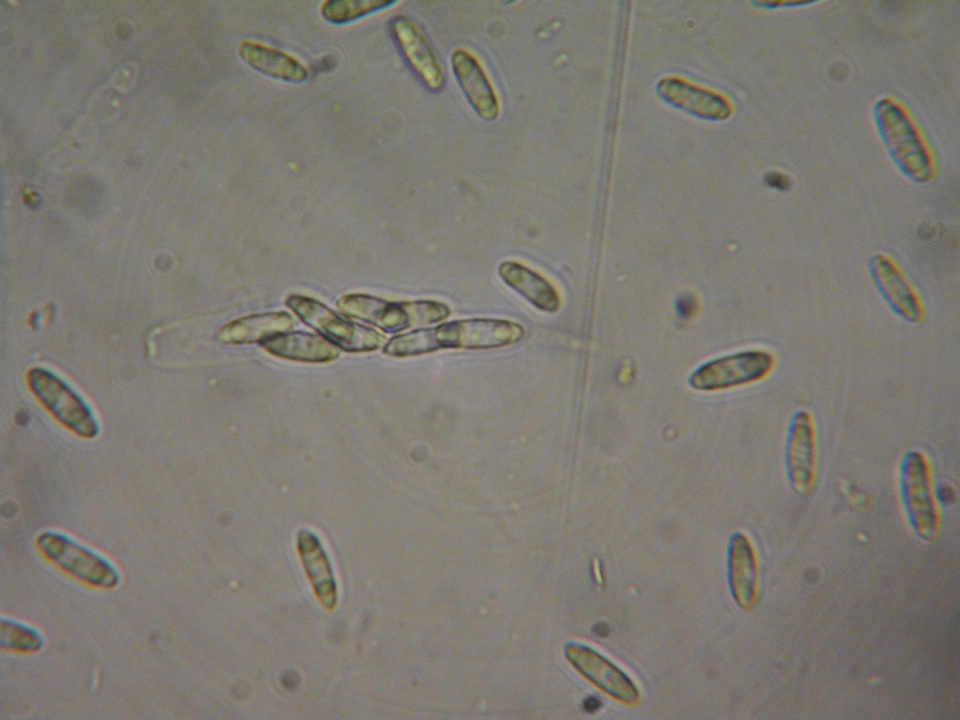 Natantiella ligneola image