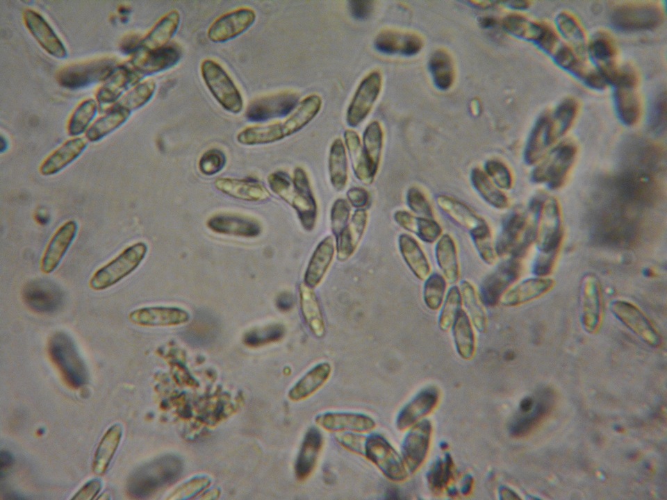 Natantiella ligneola image