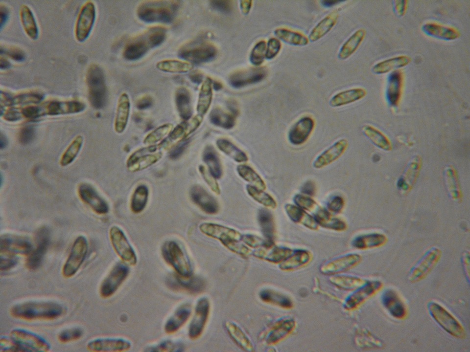 Natantiella ligneola image
