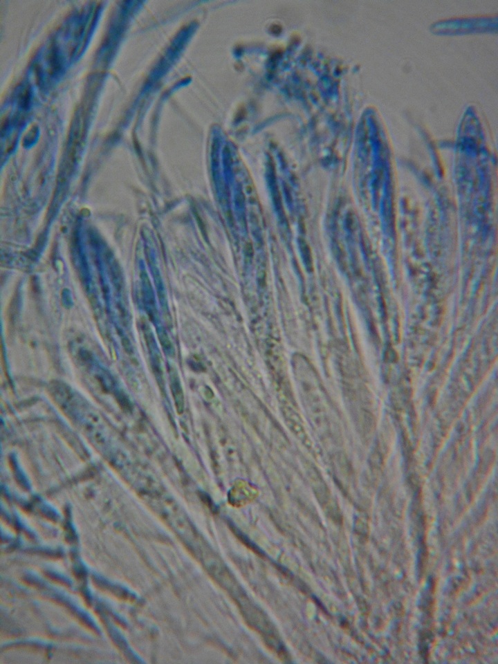 Pachycudonia monticola image
