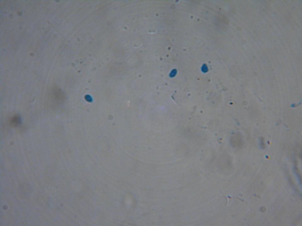 Pachycudonia monticola image