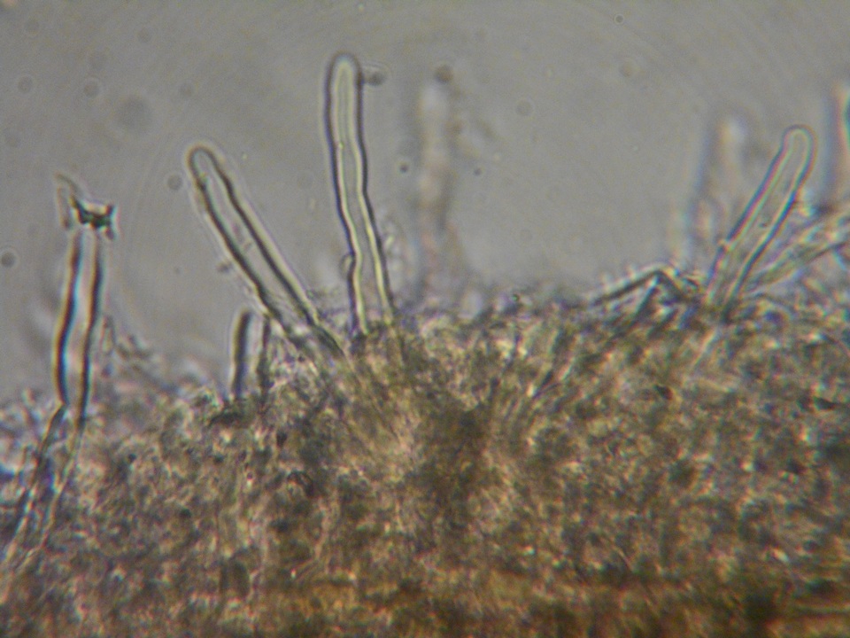 Hyphodontia subalutacea image