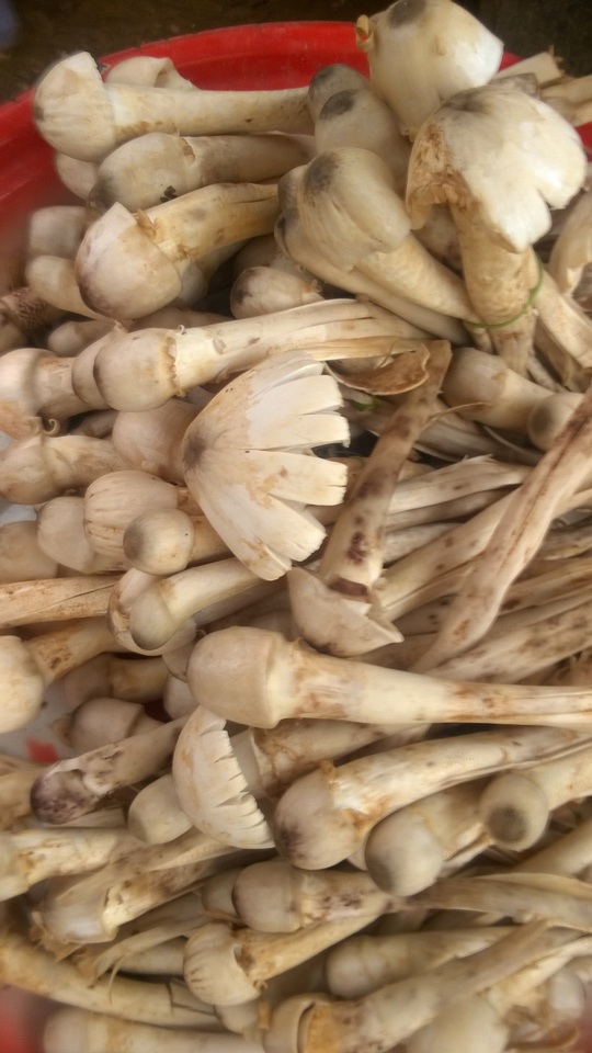 Termitomyces heimii image