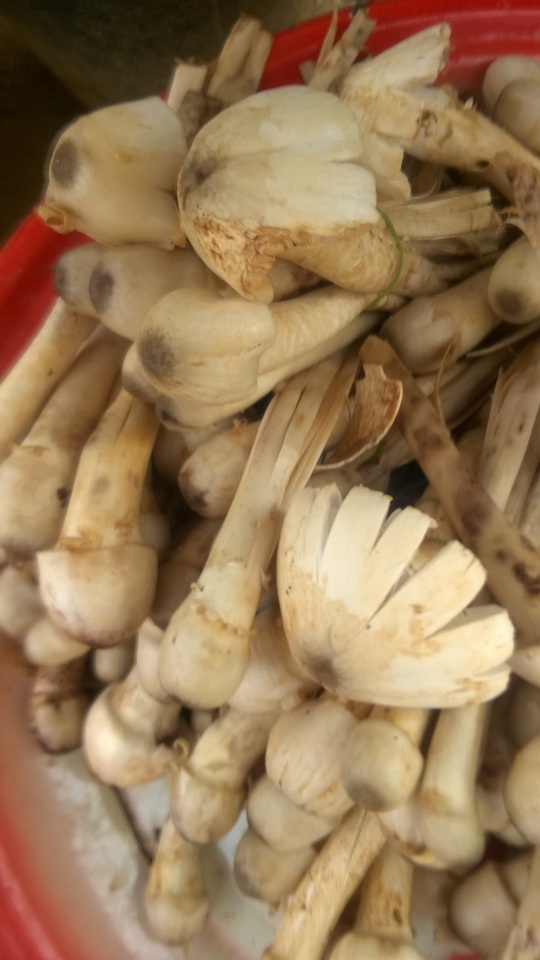 Termitomyces heimii image