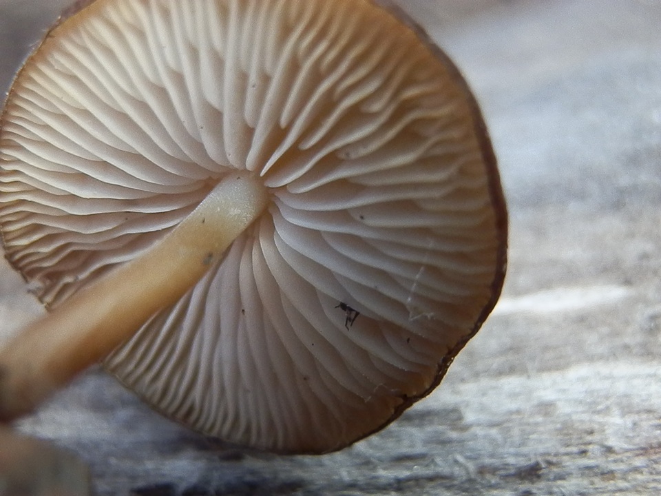 Strobilurus albipilatus image