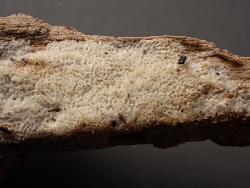 Trechispora mollusca image